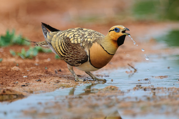 Si quieres resultados diferentes actúa diferente. En estos momentos los hides de ganga y ortega congregan más aves que en todo el verano. Las tormentas no han dejado ni una gota en el Campo de Belchite. photo-logistics.com/es/listings/hi…