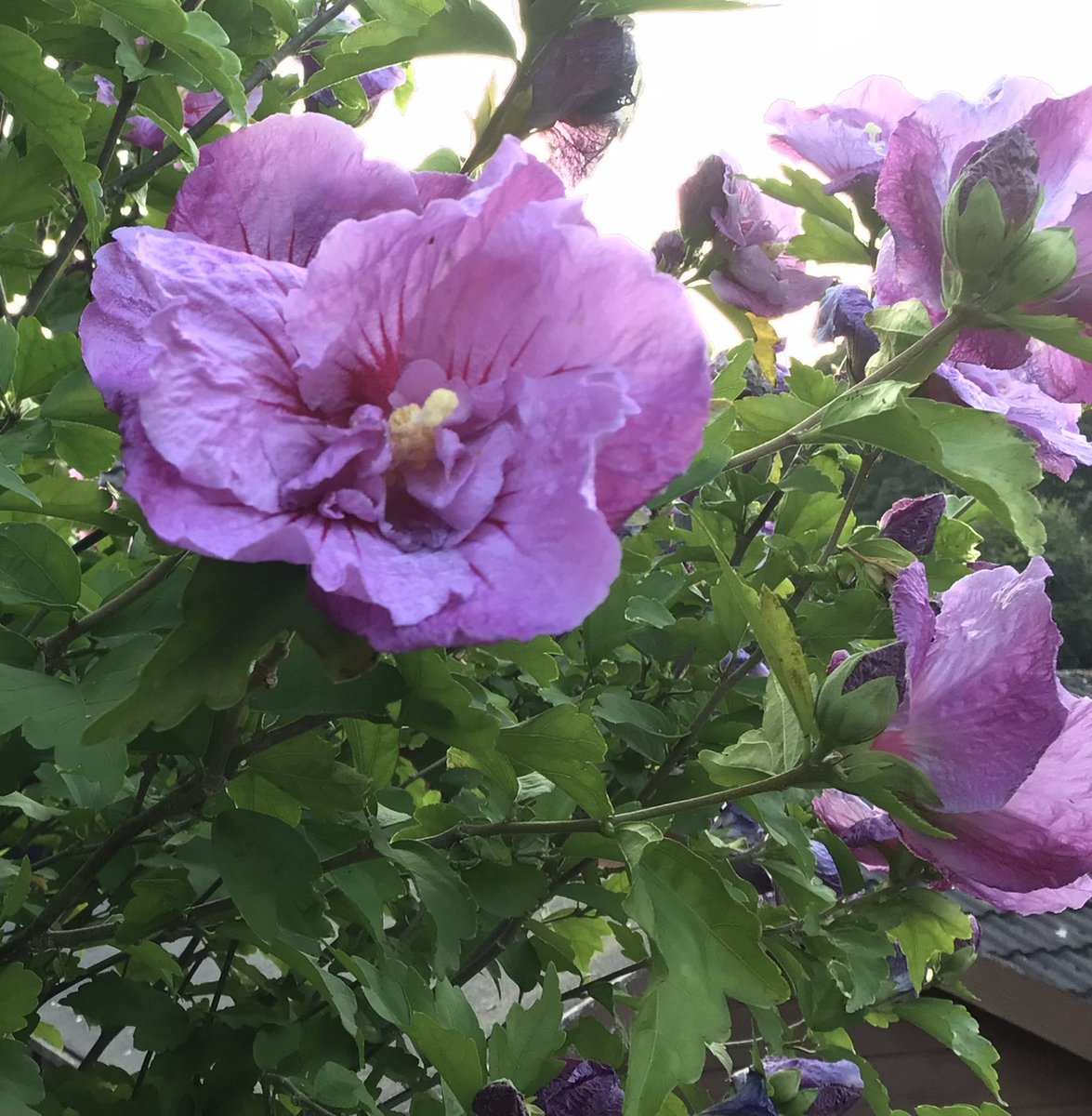 #TuesdayFeeling      Top of the Morni ng !
#heatwave #flowerphotography #WorldAlzheimersMonth