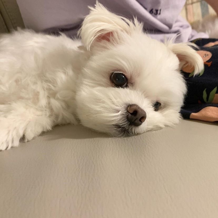indefinittum's tweet photo. ᅟᅟᅟᅟᅟᅟ  
Dommo, the king of my
heart. 
ᅟᅟᅟᅟᅟᅟ https://t.co/ixrQKVjPtU