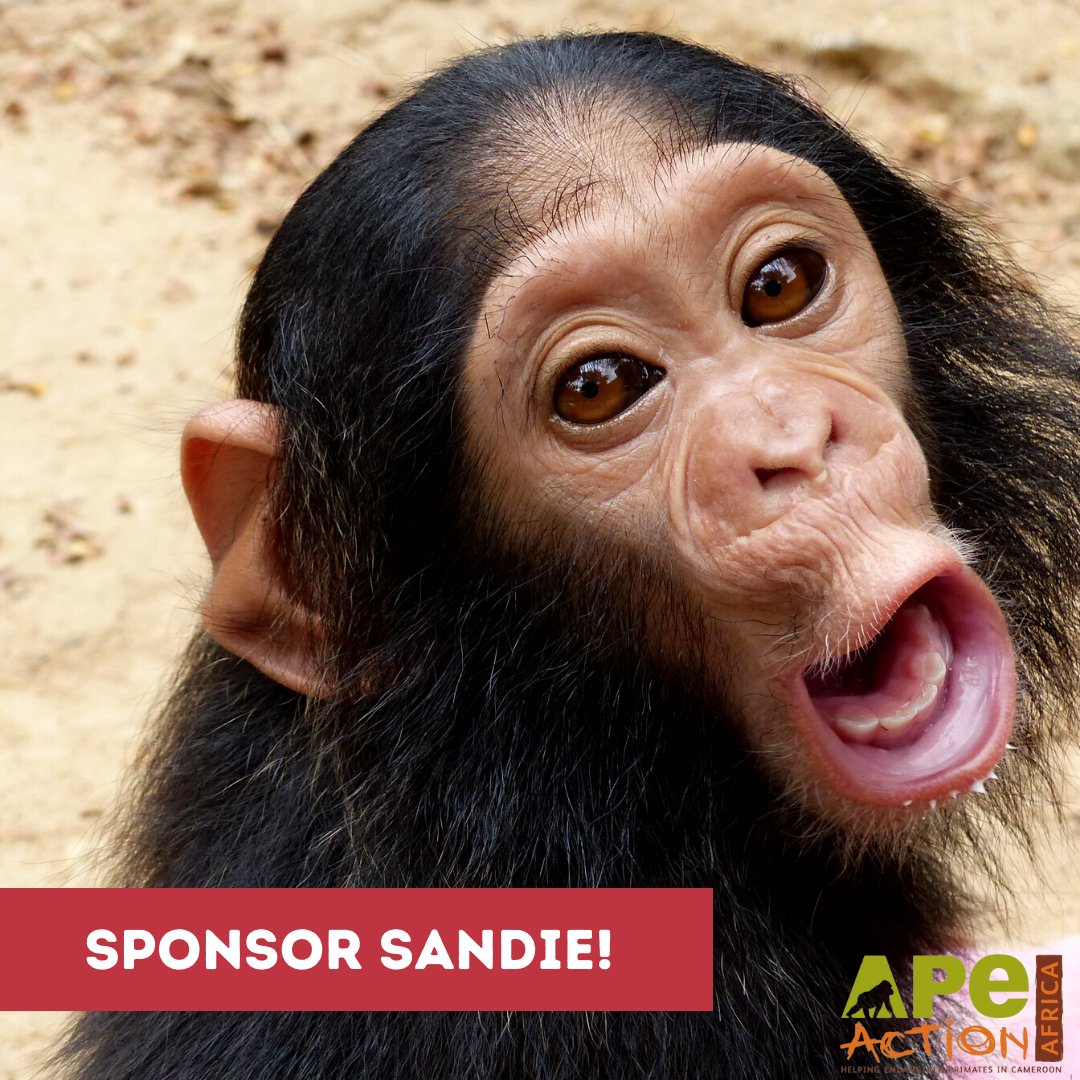 ApeActionAfrica's tweet image. ❤️Sponsor Sandie❤️ #throwbackpic

Last week, we shared the heartbreaking story of tiny Sandie's rescue and arrival at our Mefou sanctuary.

For the equivalent of £2.90 a month you cansupport her growth and development ➡️ apeactionafrica.org/sponsor-an-ape…