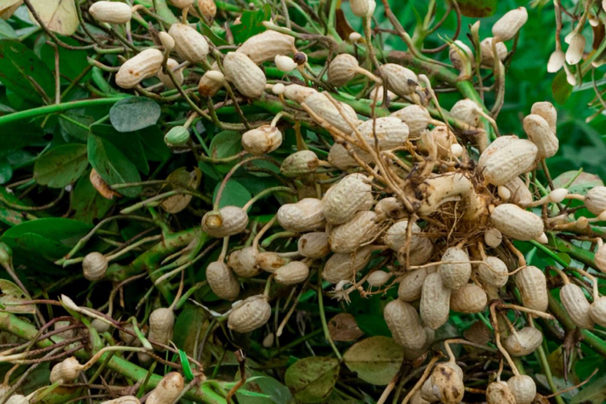kenaff_farmers's tweet photo. Farmers! Did you know that peanut farming can be a lucrative venture?
However, practicing quality farm management is important in ensuring your crops are free from harmful aflatoxins.
#peanutfarming #aflatoxincontrol #KENAFFFOVL https://t.co/rKyHySeQkl