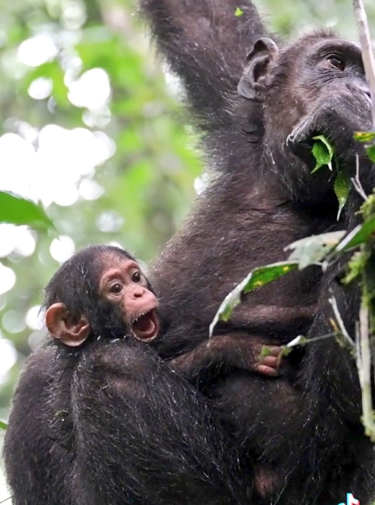 MugishaEliot's tweet photo. #ChimpWorld
#KibaleForest
@ugwildlife 
@MTWAUganda 
#ExploreUganda

@Ramburasafaris https://t.co/weKihaTdaF
