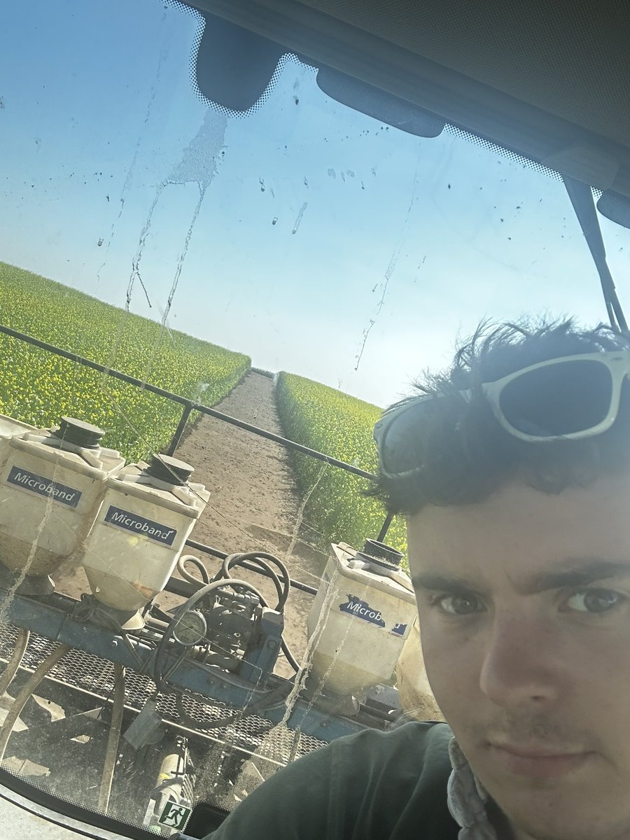 Mustard and Fodder Radish cover cover crop spaded in to combat PCN