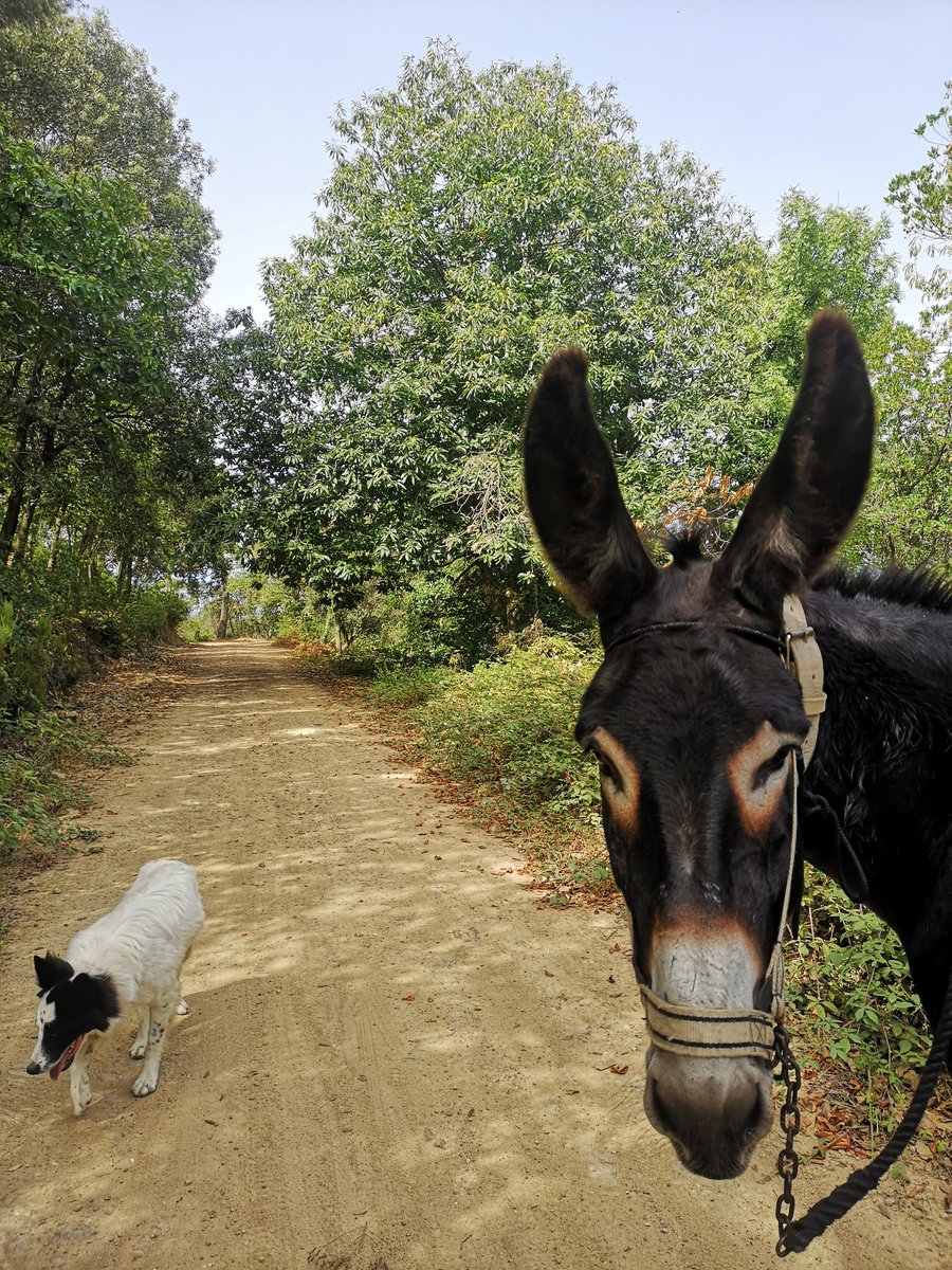 Amb la Revetlla preguntant-nos com és possible que a les #Gavarres quedi encara algun castanyer sense malura com el del fons.