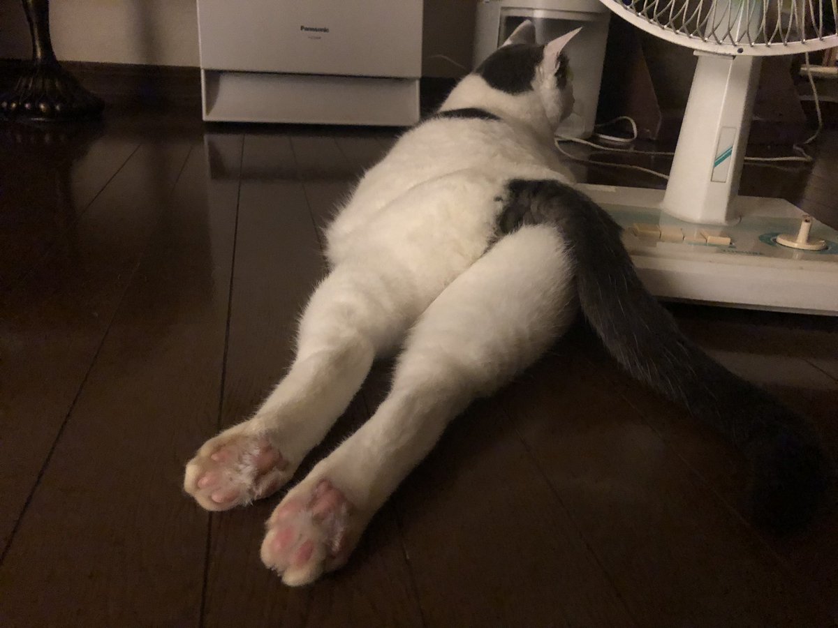 kikka220516's tweet photo. 絶景…

愛猫のプリケツ https://t.co/TCJAVlIVzU