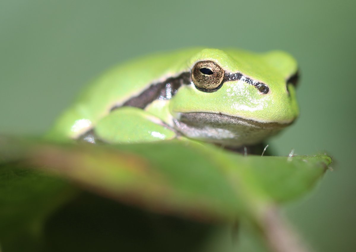 FeikjeBreimer's tweet photo. Die voetjes met kleeftenen, die gouden ogen en die ontzettende groene kleur. #Boomkikkers in de #achterhoek. Mijn dag is helemaal goed. https://t.co/dZ7zB2J10C