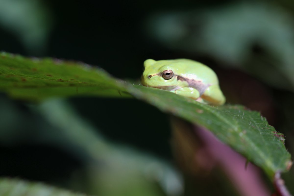 FeikjeBreimer's tweet photo. Die voetjes met kleeftenen, die gouden ogen en die ontzettende groene kleur. #Boomkikkers in de #achterhoek. Mijn dag is helemaal goed. https://t.co/dZ7zB2J10C
