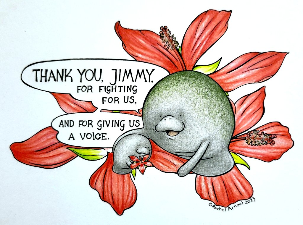 In memory of Jimmy Buffett
manvsmanatee.com