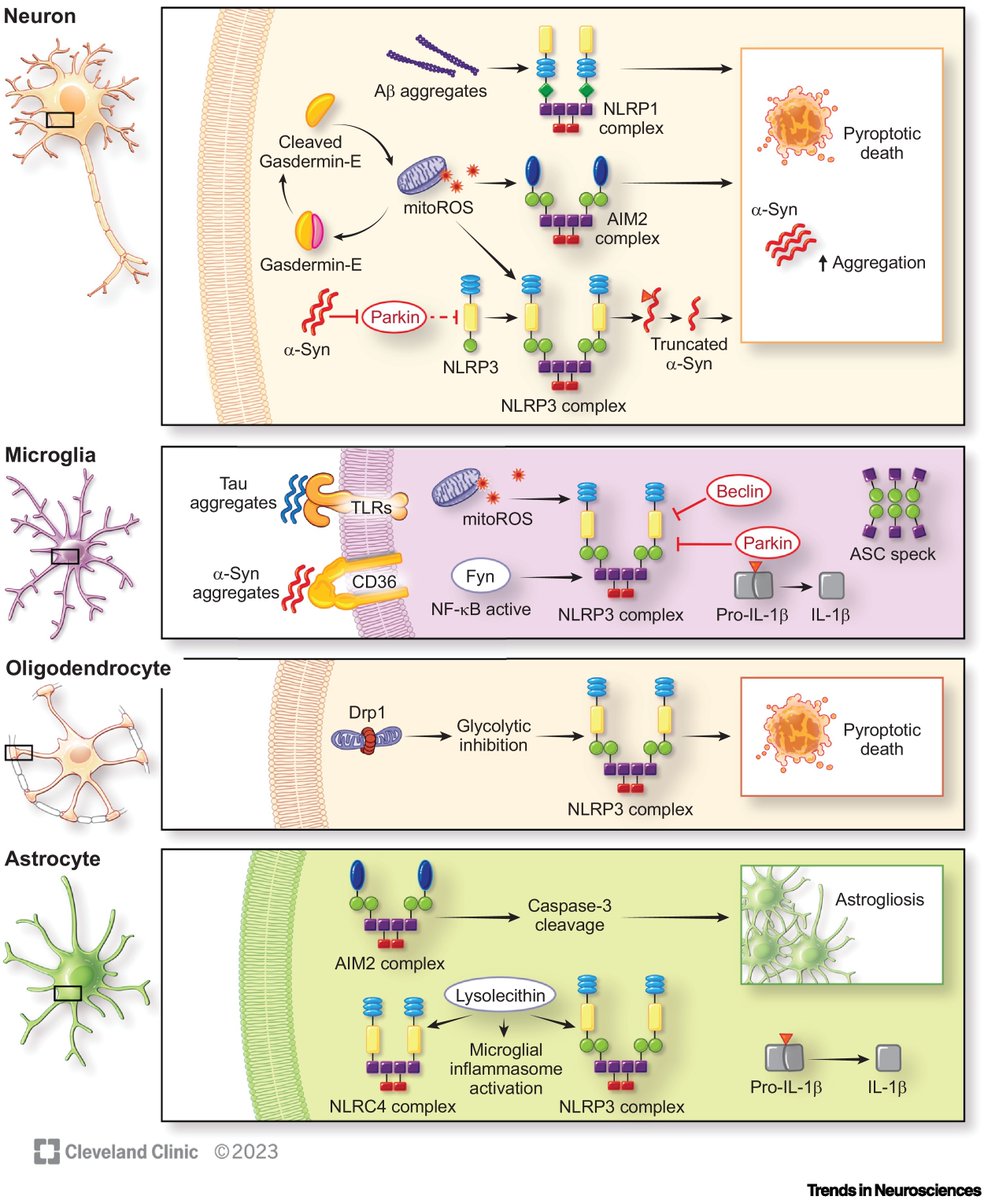 'Inflammasome assembly in neurodegenerative diseases'

<a href="/TrendsNeuro/">Trends in Neurosciences</a> Review article by Jagjit Singh, Maria Habean &amp; Nikhil Panicker <a href="/NikhilPanicker2/">Nikhil Panicker</a> 

cell.com/trends/neurosc…