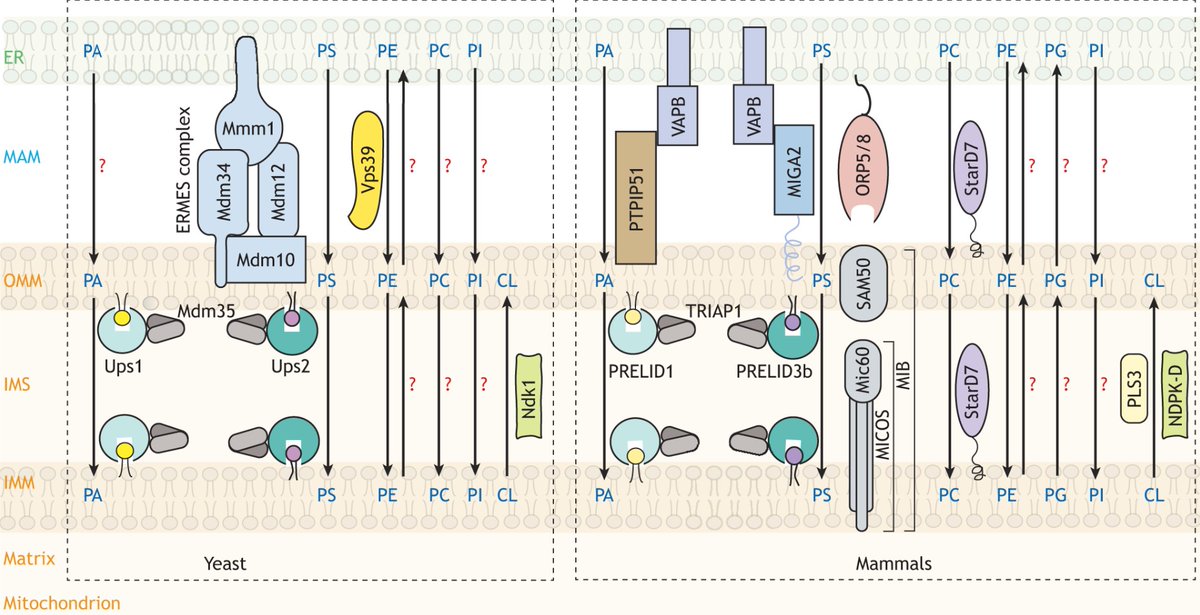 In their Review, <a href="/AlaumyJ/">Alaumy Joshi</a>, Travis Richard and <a href="/gohillab/">Gohillab</a> <a href="/TAMUBCBP/">TAMU BCBP</a> discuss the latest research on the function and transport of mitochondrial phospholipids in health and disease.
journals.biologists.com/jcs/article/13…