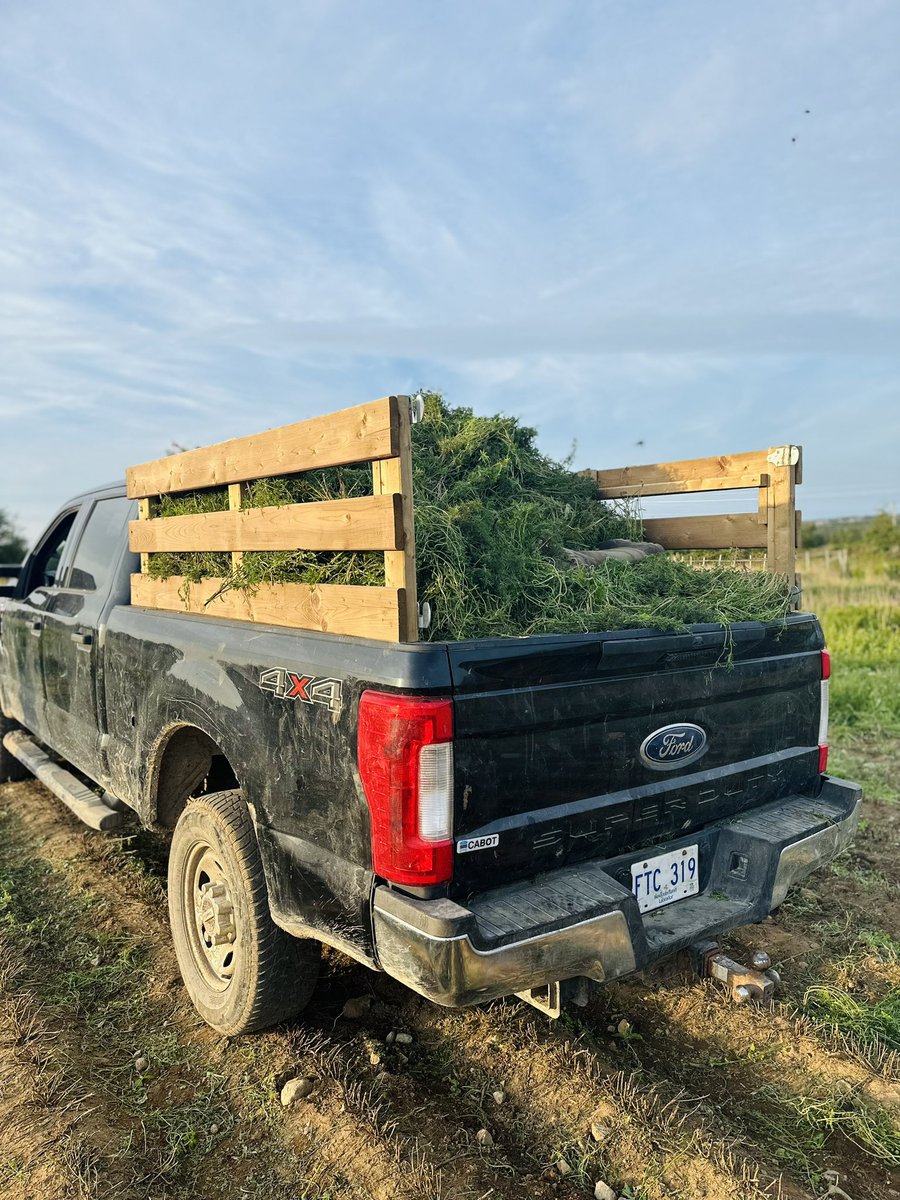 Hey all! I’m Kayla Minnett with N.Fagan Meats. I’ll be kicking off this season of Young Farmer of the week.
I own a Beef Cattle operation with my spouse Nelson Fagan Jr. We have an Abattoir, Butcher Shop and also grow root vegetables and summer savoury.