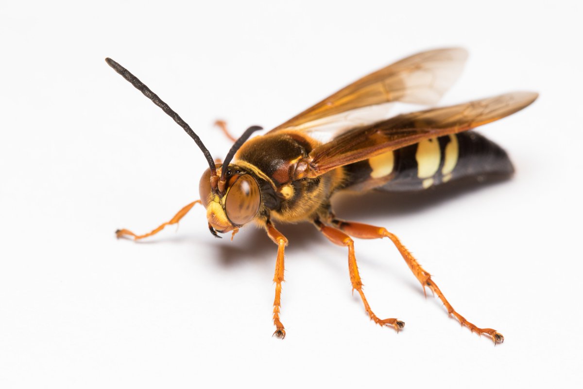 Hymenopterists's tweet photo. We are delighted to announce that #Hymathon2023, the @Hymenopterists 24 hour online symposium dedicated to #Hymenoptera, will take place on 30 Nov – 1 Dec 2023.  For more info/registration:

https://t.co/3XiU2Zf9V6

(Unrelated photo of Sphecius speciosus for visibility) https://t.co/amqjaCKjWn