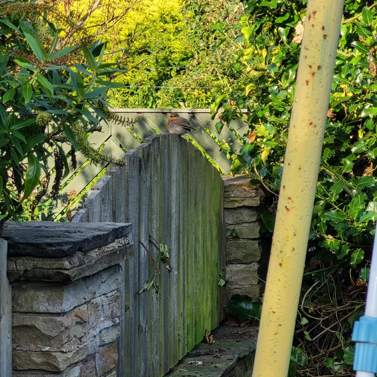 LadySparkling1's tweet photo. After a pretty shitty day putting it nicely Mr Robin was waiting for us and he made our day. Amber got Mr Phesant to show Mr Robin.
See you tomorrow hopefully Mr Robin
🐶🐾😍🐾🐶
#robin #mrrobin #wildlife #gardenlife #wildbird #loveamber #cockerspaniel #madeourday #roughday https://t.co/atAtBAFnOu