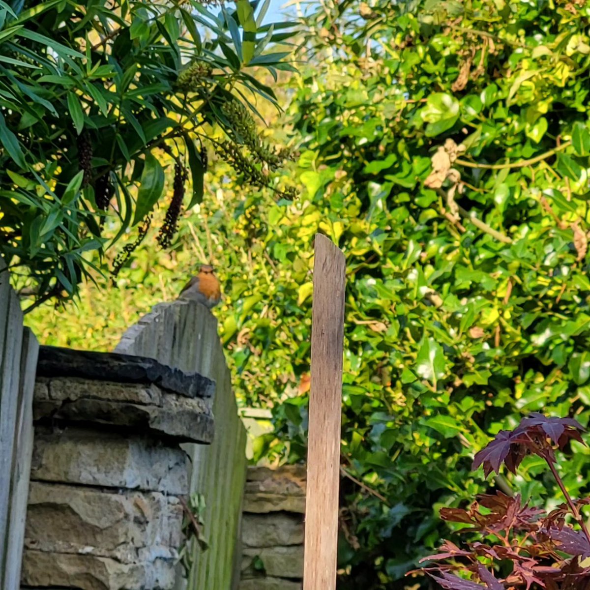 LadySparkling1's tweet photo. After a pretty shitty day putting it nicely Mr Robin was waiting for us and he made our day. Amber got Mr Phesant to show Mr Robin.
See you tomorrow hopefully Mr Robin
🐶🐾😍🐾🐶
#robin #mrrobin #wildlife #gardenlife #wildbird #loveamber #cockerspaniel #madeourday #roughday https://t.co/atAtBAFnOu