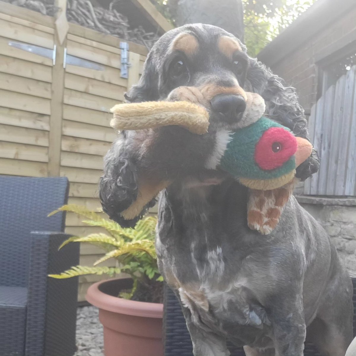 LadySparkling1's tweet photo. After a pretty shitty day putting it nicely Mr Robin was waiting for us and he made our day. Amber got Mr Phesant to show Mr Robin.
See you tomorrow hopefully Mr Robin
🐶🐾😍🐾🐶
#robin #mrrobin #wildlife #gardenlife #wildbird #loveamber #cockerspaniel #madeourday #roughday https://t.co/atAtBAFnOu
