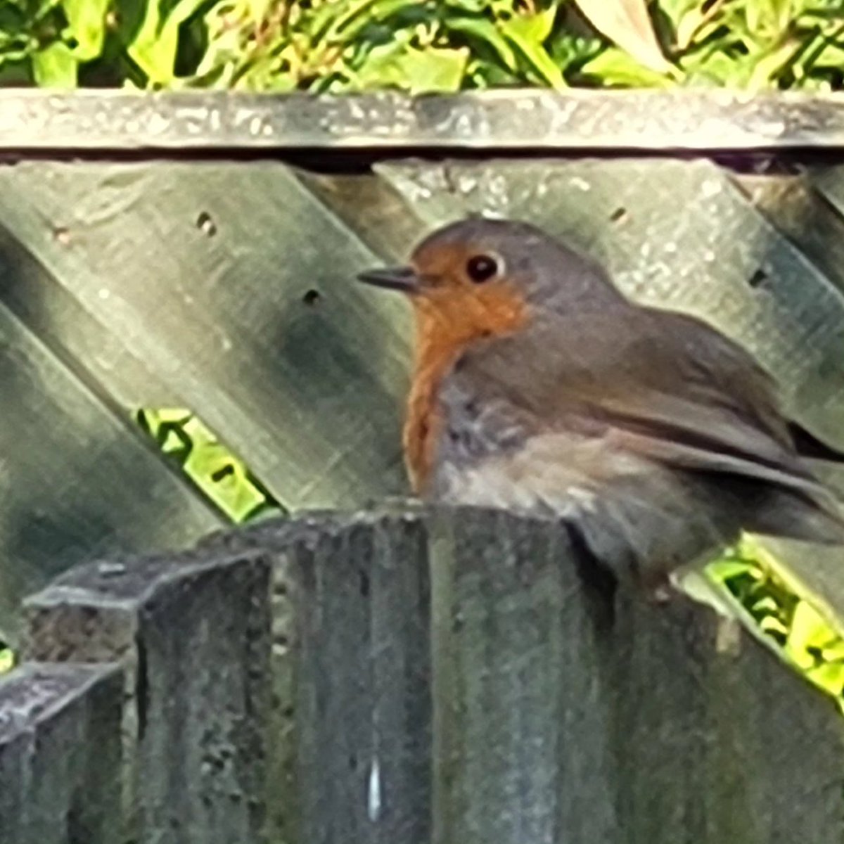 LadySparkling1's tweet photo. After a pretty shitty day putting it nicely Mr Robin was waiting for us and he made our day. Amber got Mr Phesant to show Mr Robin.
See you tomorrow hopefully Mr Robin
🐶🐾😍🐾🐶
#robin #mrrobin #wildlife #gardenlife #wildbird #loveamber #cockerspaniel #madeourday #roughday https://t.co/atAtBAFnOu