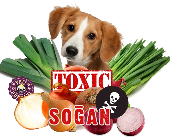 auhaydost's tweet photo. Soğan ve Sarımsak Kedi ve Köpeğiniz İçin Zehirli Sebzelerdir. Soğan, sarımsak, frenk soğanı ve pırasa birçok mutfak şaheserinin temeli olabilir. Ancak Soğan, sarımsak, frenk soğanı ve pırasa hem köpekler hem de kediler için ne yazık ki zehirlidir. https://t.co/jTCgstGxbx
