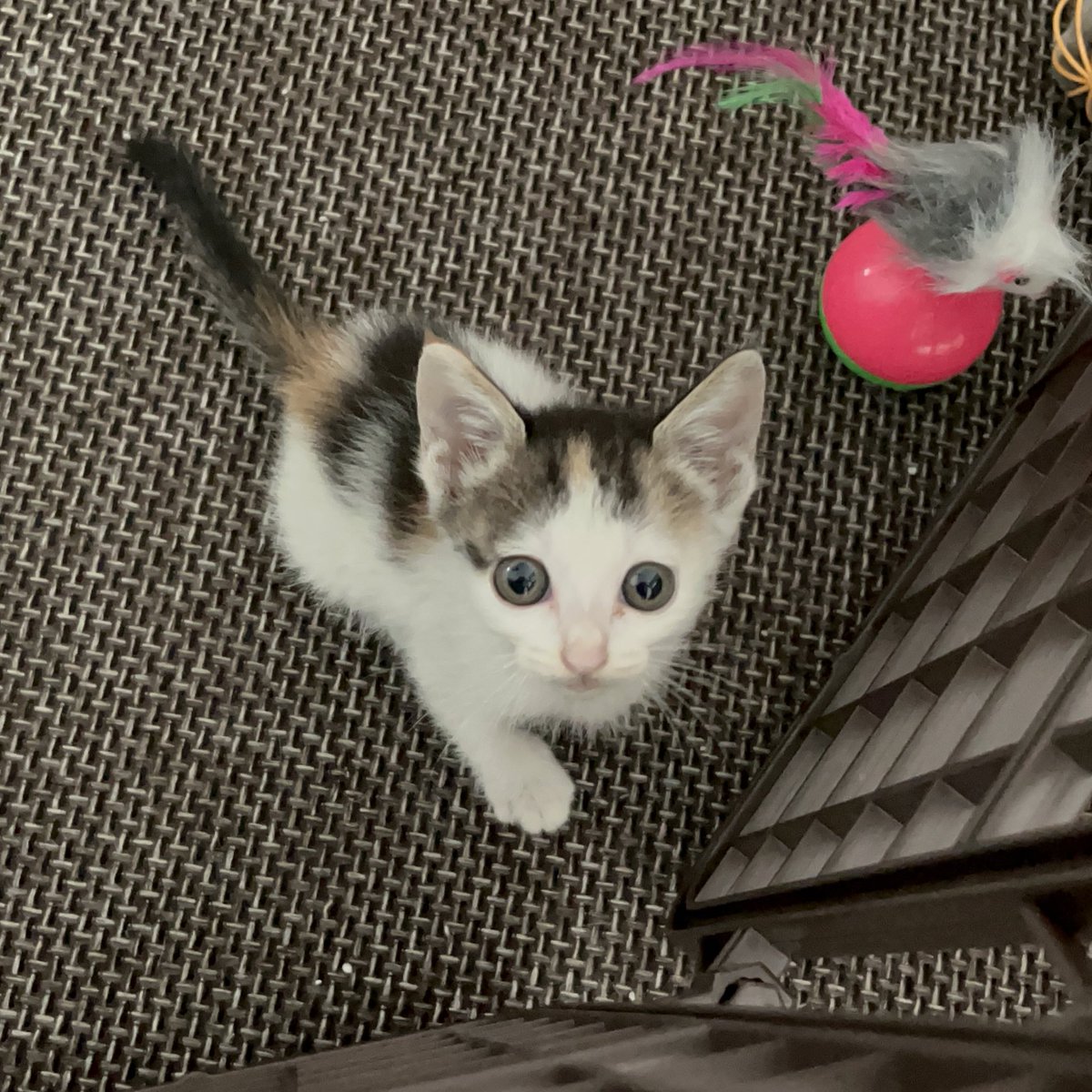 TongTong_cat_'s tweet image. ((RT❣️

혹시 이 고양이의 가족이 되어주실분 계실까요? 제 차도 아닌 차 배기관에 갇혀있던걸 우연히 구조를 돕게 되었는데 차주분이 그대로 가버리셔서 어쩔 수 없이 집으로 데려오게 되었어요. 저는 이미 성묘가 한마리 있어 오래 데리고 있지 못하는 상황이라 급하게 입양처를 찾습니다🥺🥺