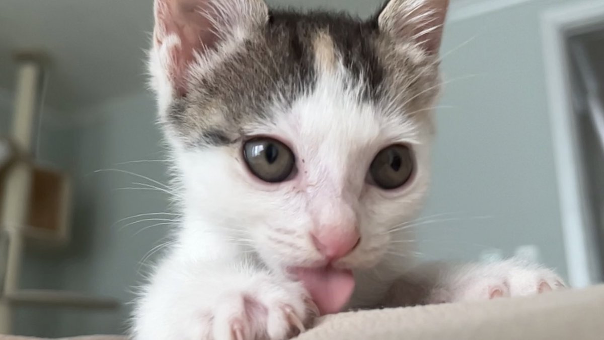 TongTong_cat_'s tweet image. ((RT❣️

혹시 이 고양이의 가족이 되어주실분 계실까요? 제 차도 아닌 차 배기관에 갇혀있던걸 우연히 구조를 돕게 되었는데 차주분이 그대로 가버리셔서 어쩔 수 없이 집으로 데려오게 되었어요. 저는 이미 성묘가 한마리 있어 오래 데리고 있지 못하는 상황이라 급하게 입양처를 찾습니다🥺🥺