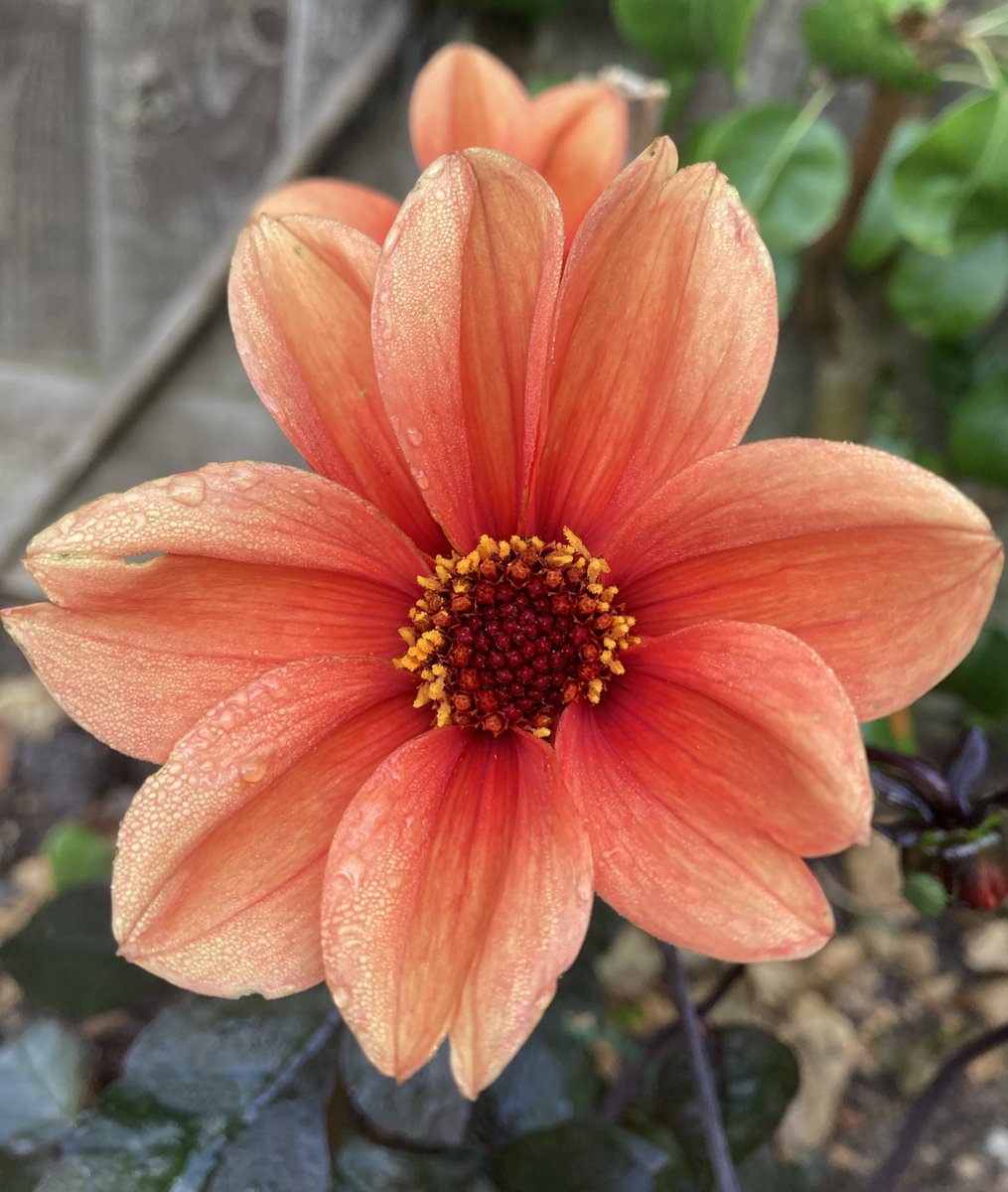 Andy Garland (@bbcradiokentag) on Twitter photo These dahlias are seed grown as ‘Bishop’s Children’. Most reddish, one of about 12 plants much more crimson. Single flowers, so usually have a bee or two on board. We’re open for your #gardening questions for @bbcradiokent’s #SundayGardening email radio.kent.gardening@bbc.co.uk These dahlias are seed grown as ‘Bishop’s Children’. Most reddish, one of about 12 plants much more crimson. Single flowers, so usually have a bee or two on board. We’re open for your #gardening questions for @bbcradiokent’s #SundayGardening email radio.kent.gardening@bbc.co.uk