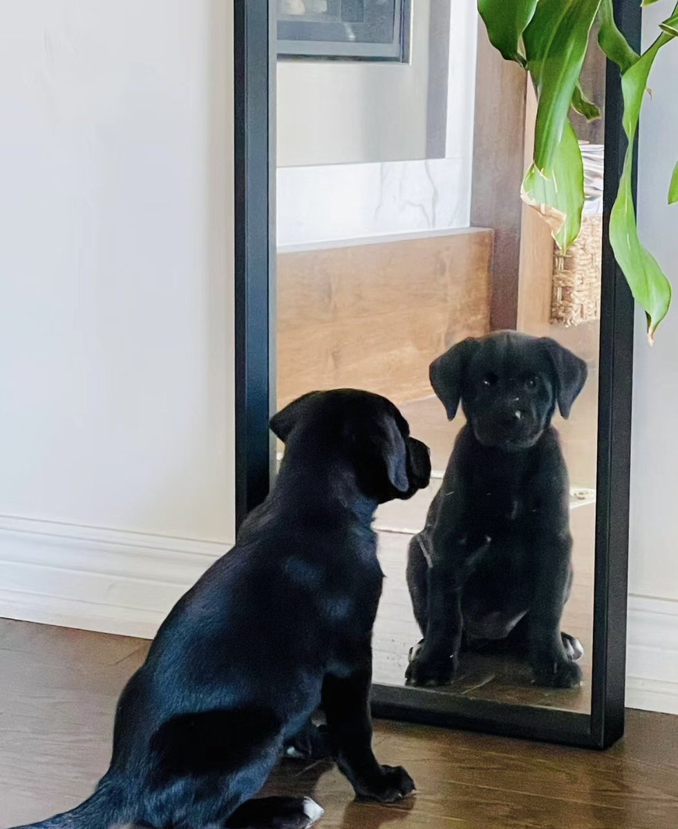 My dog is looking at himself in the mirror, so cute