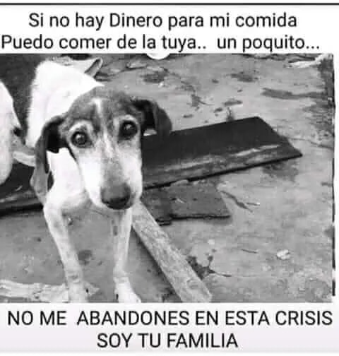 AndreaMJoseph's tweet photo. Si no, pedí ayuda a grupos de rescatistas o a través de las redes sociales, pero no los abandones🙏 https://t.co/08YfIzE2Af