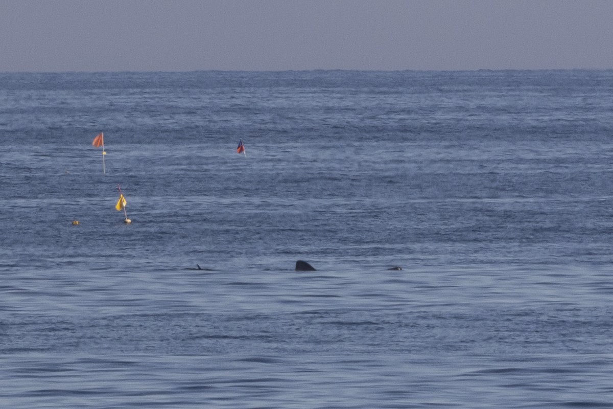 BluethroatJames's tweet photo. I thought Basking Shark was 3 fish when I first saw it years ago, here enjoying a close-in feed with its little sidekick which I think is a small Minke, maybe young, unless anyone knows different? @birdinglothian @ELCrangers @EdinburghNats https://t.co/XqUpt2GKpZ