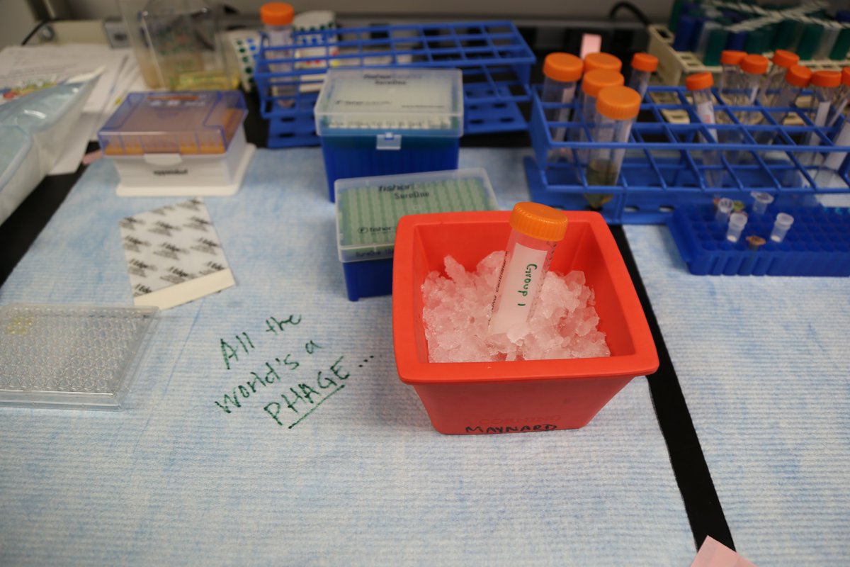 Maynard Lab tweet media