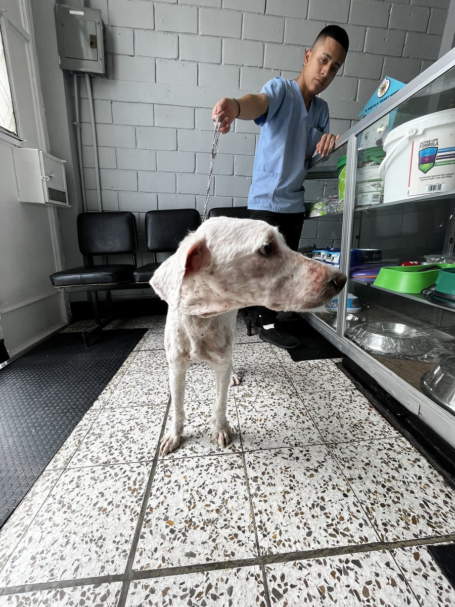 miaumiau03's tweet photo. Hoy ya está modo guapo! 
Tenemos un caso desnutrición severa, muchísimas garrapatas y parásitos en su pancita. 
Ayúdenme a encontrarle hogar, porque el bebé está muy activo, es juguetón y cariñoso. 💖 

RT por favor, que llegue hasta el próximo hogar del bebé ❤️‍🩹 https://t.co/3zujLfrjsZ