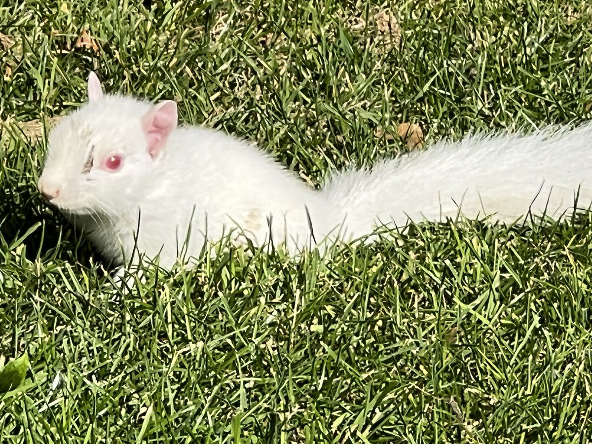 A very rare sight at the 15th green today, a Albino squirrel 🐿️
