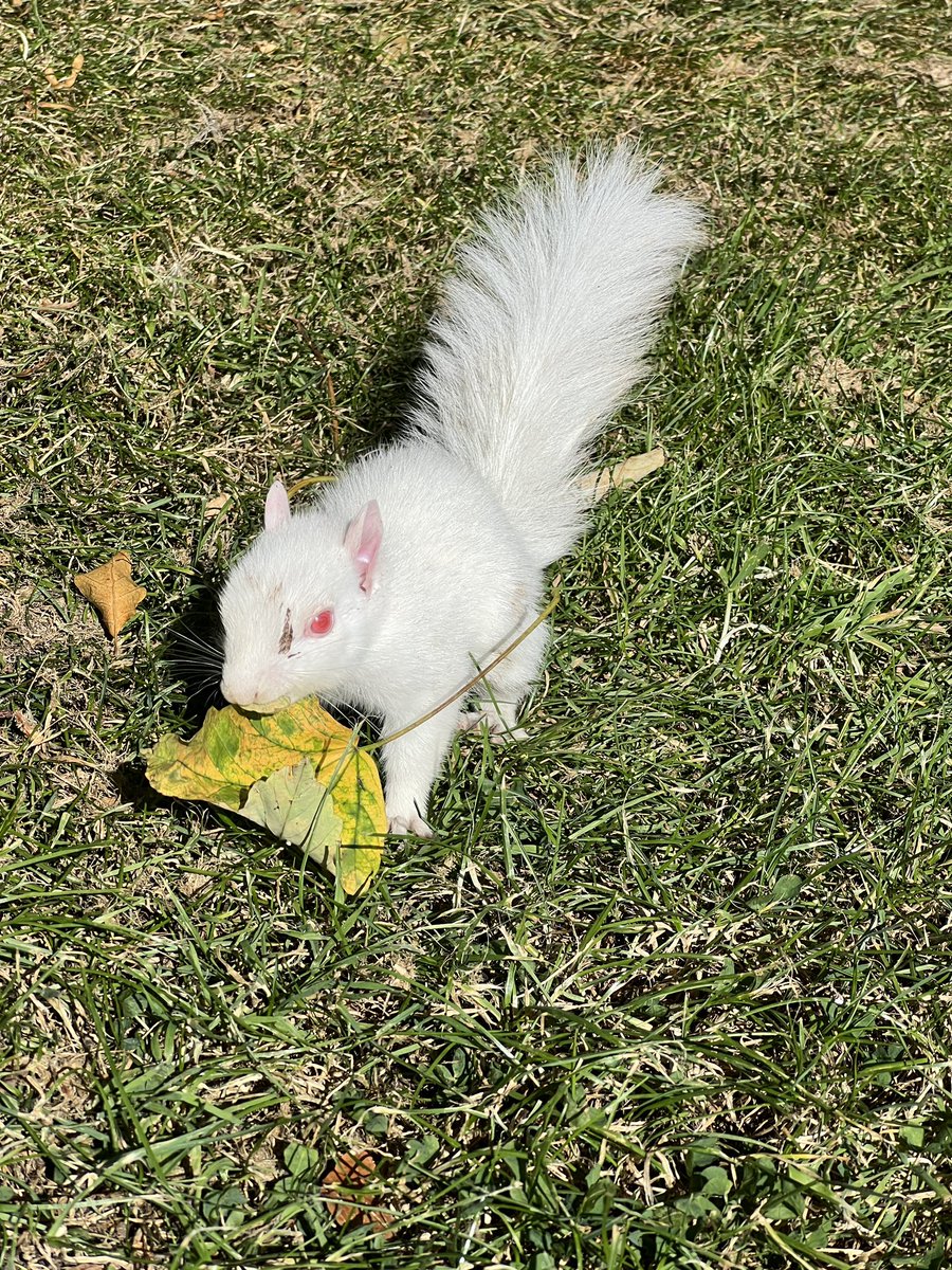 KingsknoweGC's tweet photo. A very rare sight at the 15th green today, a Albino squirrel 🐿️ https://t.co/oaJEEqIhHc