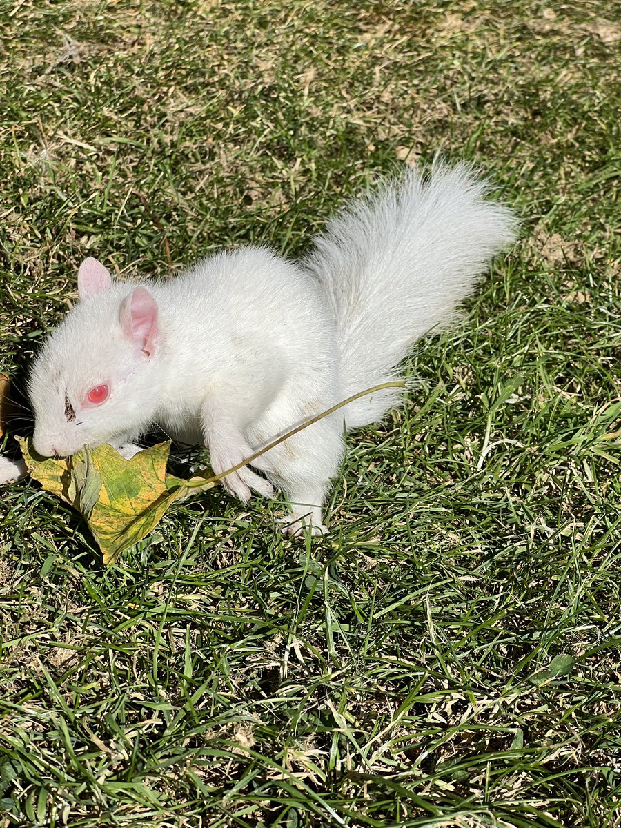 KingsknoweGC's tweet photo. A very rare sight at the 15th green today, a Albino squirrel 🐿️ https://t.co/oaJEEqIhHc