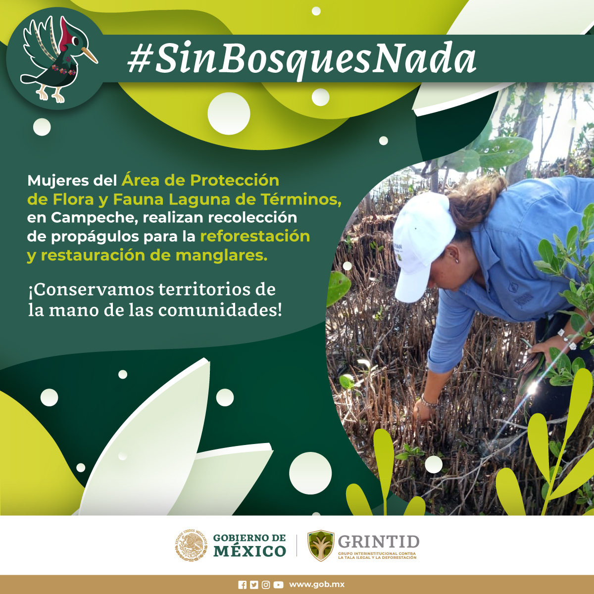 PROFEPA_Mx's tweet photo. 🦋🌲 Juntos, salvemos a las especies y ecosistemas que dependen de nuestros bosques.
#SinBosquesNada🍃#GRINTID 🌿🌎 https://t.co/k180Lh8JjV