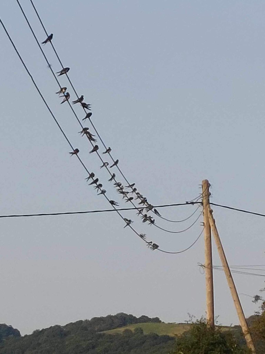 Great to see at least 42 swallows about to leave the farm today. The most I’ve ever seen here. Also saw hundreds of house martins over the Dyke too! #birdnumbers #migration