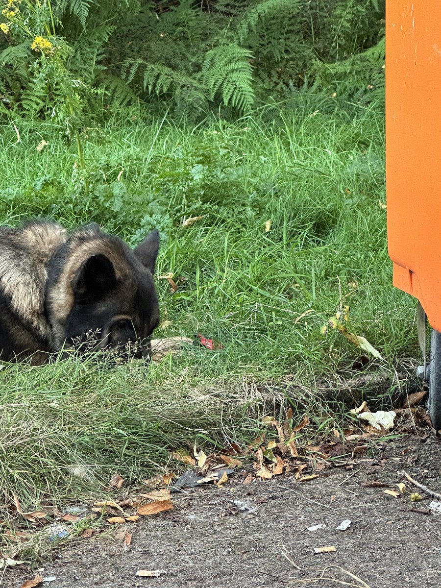 ORidgr's tweet image. Max just chilling out in the garden and kes just chilling 😂