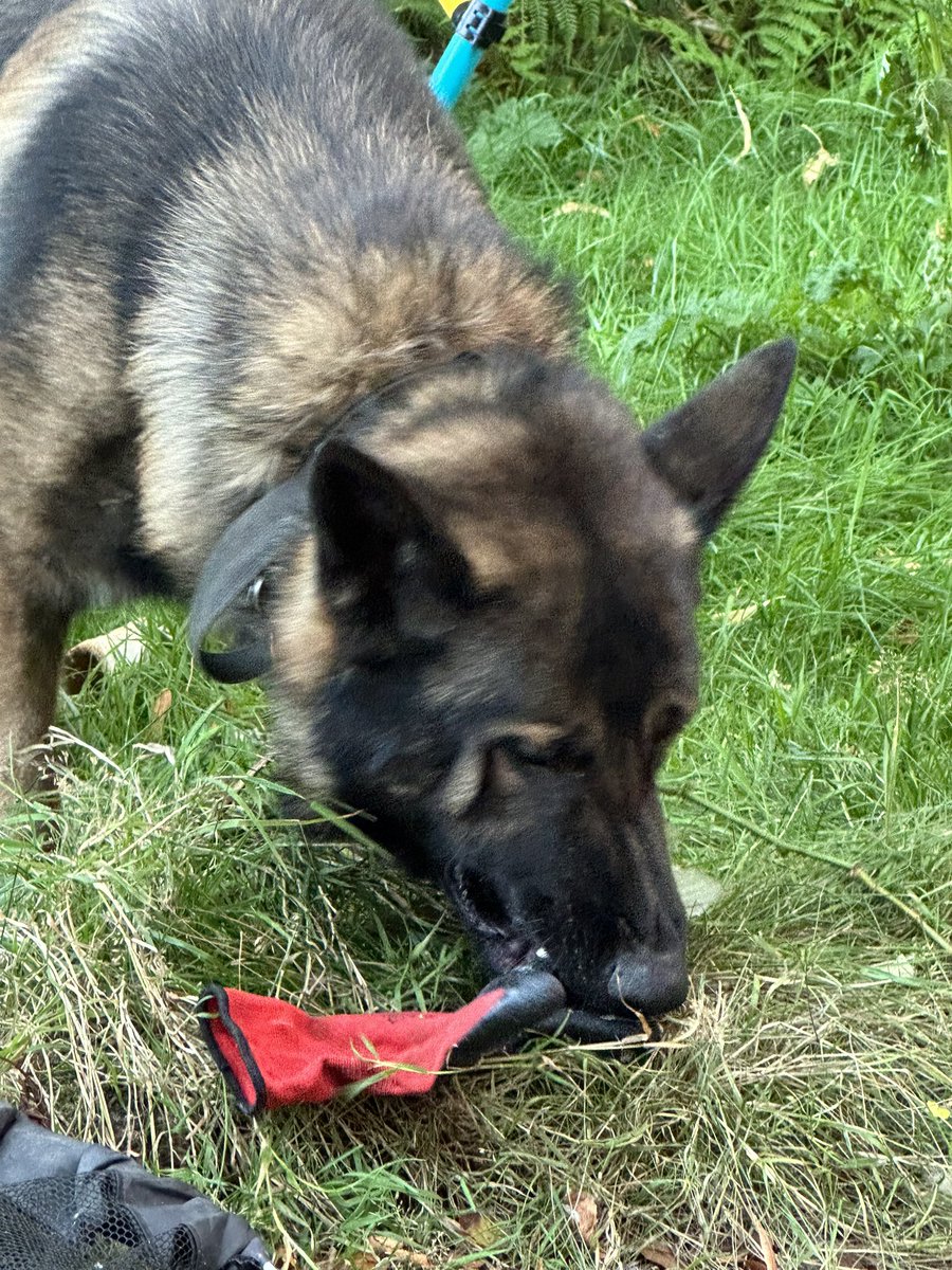 ORidgr's tweet image. Max just chilling out in the garden and kes just chilling 😂