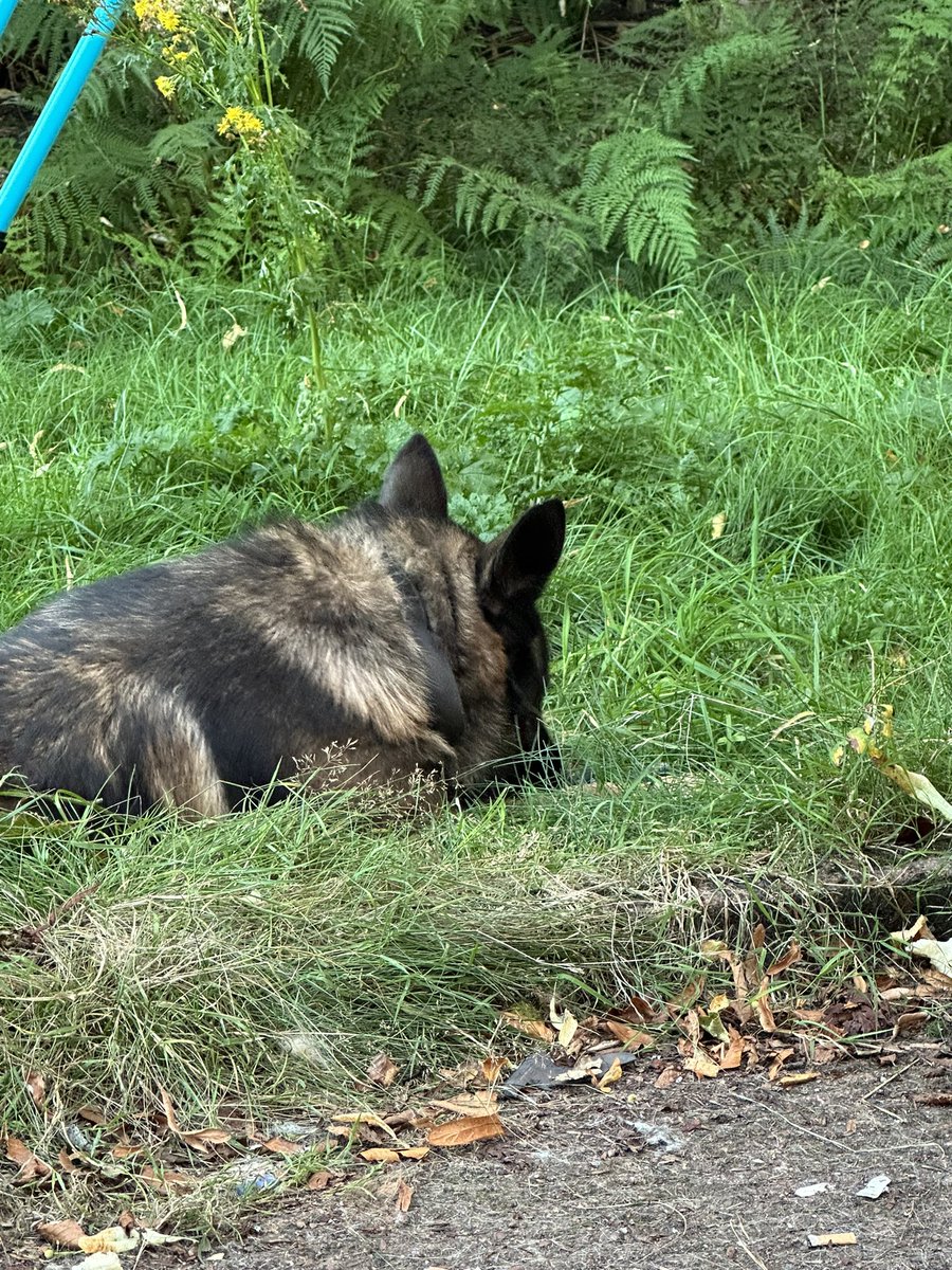 ORidgr's tweet image. Max just chilling out in the garden and kes just chilling 😂