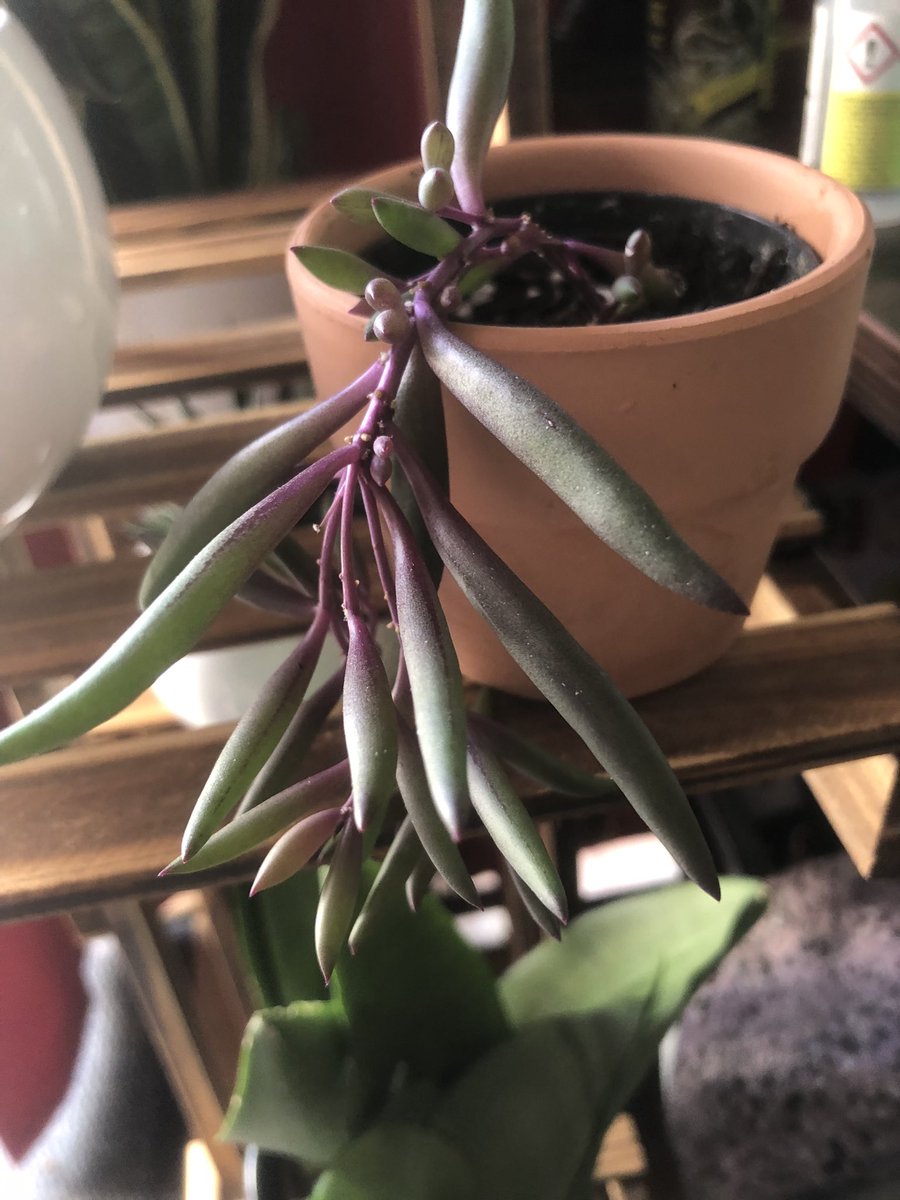 troubledeciding's tweet photo. Potting cuttings! #tradescantia #stringofbananas #propogation #houseplants #planttwitter https://t.co/99q6WXMvht