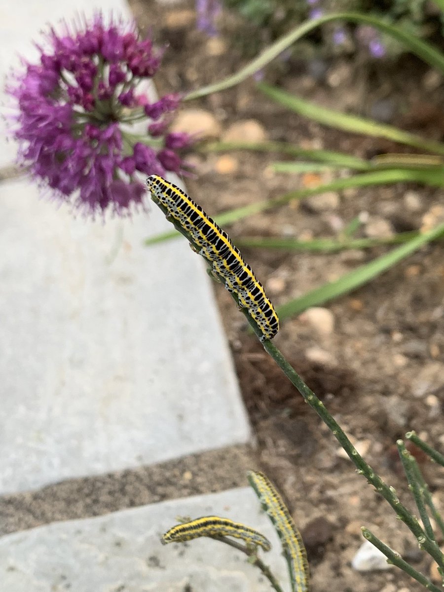 a_fallan's tweet image. The #caterpillars are running out of purple #toadflax now! #ukmoths