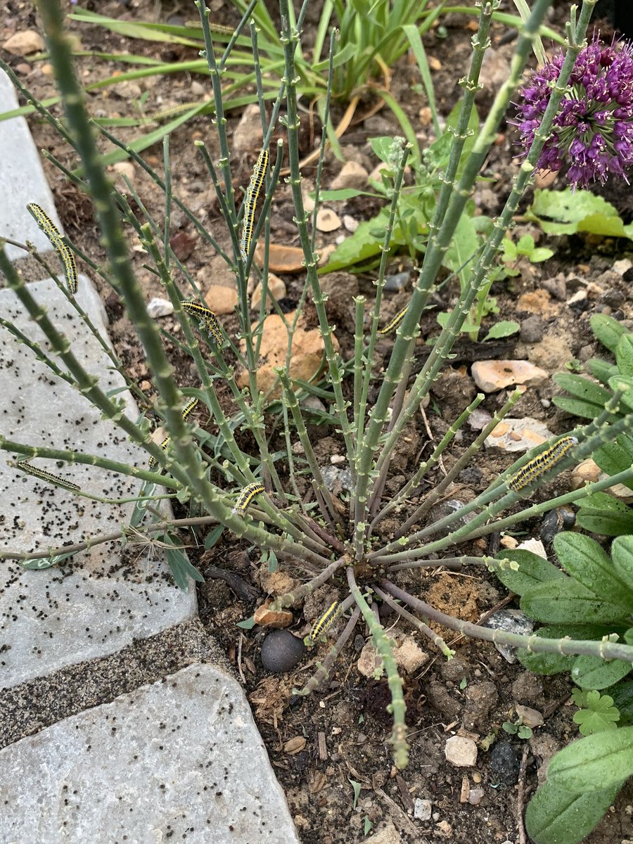 a_fallan's tweet image. The #caterpillars are running out of purple #toadflax now! #ukmoths
