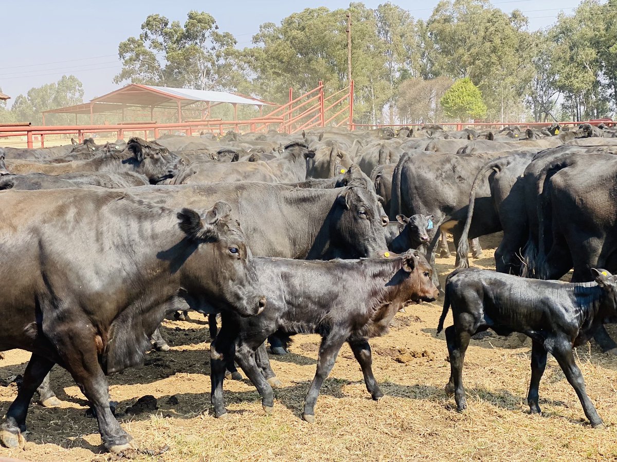 Asante Veterinary Consultants tweet media