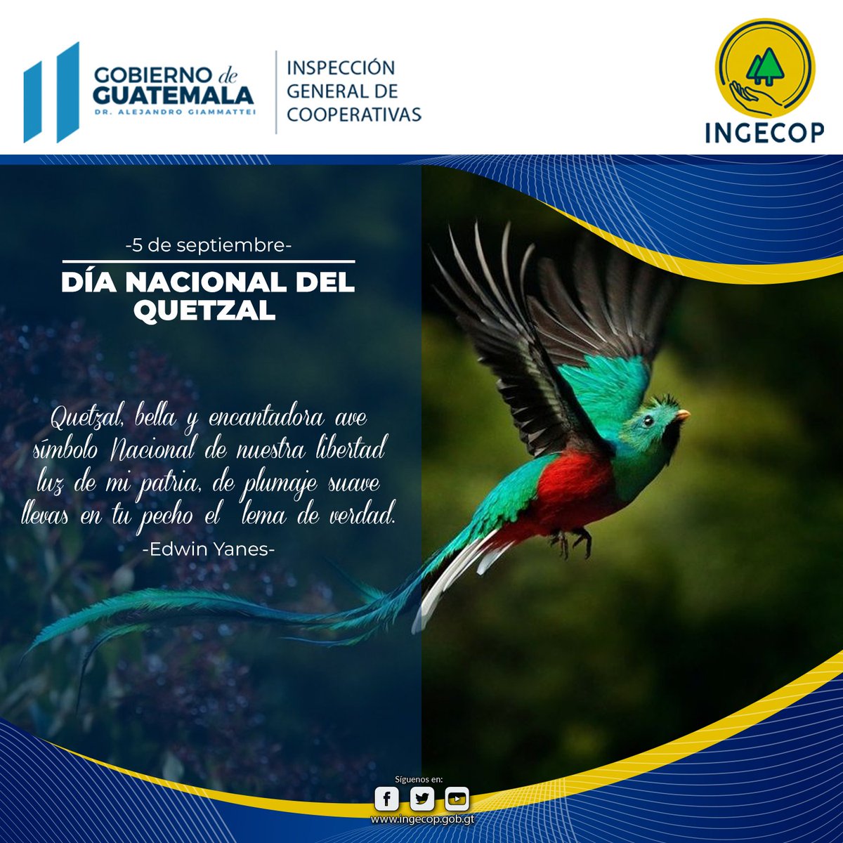 INGECOPgt's tweet photo. #ElQuetzal fue declarado Ave Nacional de Guatemala, según el Decreto No.33 del 18 de noviembre de 1871 y cada 5 de septiembre se conmemora su día nacional.
#Septiembre #Guatemala 🇬🇹 https://t.co/N07FB9zVz3
