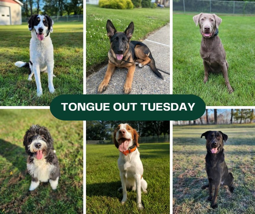 PeacockKennels's tweet photo. 😛 It's #TongueOutTuesday again!

Check out these adorable faces from some of our past canine guests. Each one of them brought so much joy and happiness to our facility!

Remember to share your own #TongueOutTuesday moments with us! https://t.co/YGzbE72GCq