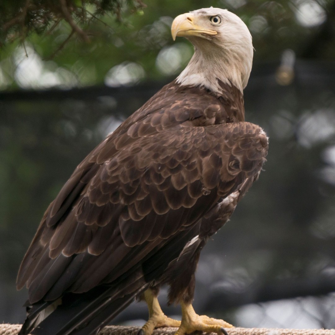 GrandfatherMtn's tweet image. Looking for a new job? 

Spread your wings as part of the Grandfather Mountain family! We are currently hiring for a variety of part-time and full-time positions. 

Check out our openings at grandfather.com/jobs.

📸: Skip Sickler | GMSF