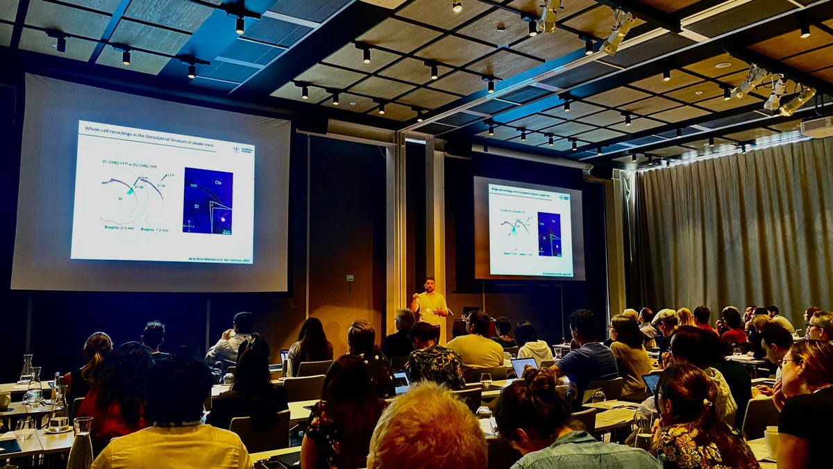 RobertodelaTor's tweet photo. I am very happy to have the opportunity to present our work ( @SilberbergGilad and Maya Ketzef) on sensorymotor interactions in the striatun at the Benzon Symposium in Copenhagen #basalganglia #striatum #benzon @StratNeuro @karolinskainst https://t.co/8SfDtt77O1