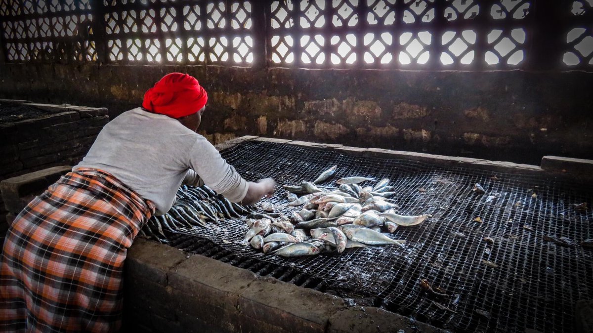 emmanuelito110's tweet photo. La pêche pratiquée par les chalutiers industriels étrangers (légalement et illégalement) ainsi que l'usine de farine de poisson Nessim contribuent au problème de la surpêche, ce qui a un impact négatif sur les droits humains des habitants de Sanyang.
#acw23 
#ClimateActionNow https://t.co/TJlyZ6Fijz
