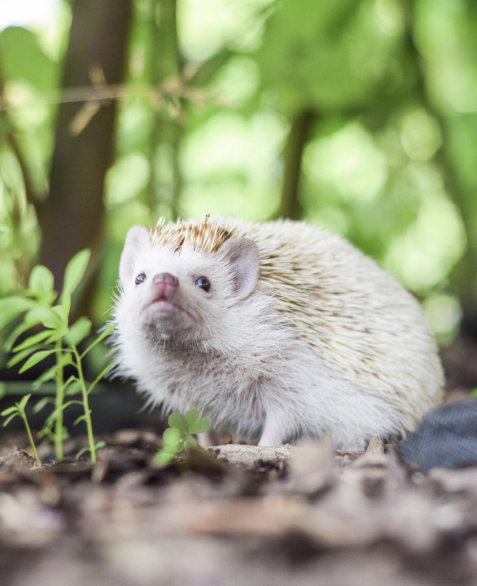 daily__hedgehog's tweet photo. Tuesday 5th September, 2023 https://t.co/VawzpSrUWe