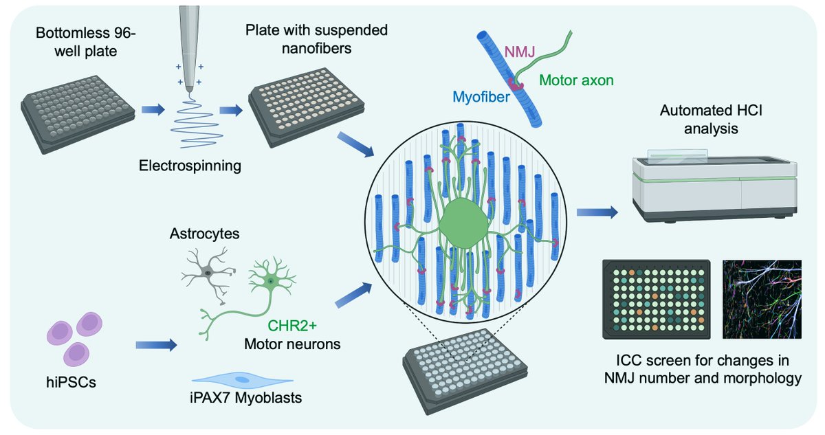 Pete Harley (@peteharley95) on Twitter photo Happy to share our latest paper: "A scalable human iPSC-based neuromuscular disease model on suspended biobased elastomer nanofiber scaffolds"
Co-authored with the fantastic <a href="/ACheesbrough/">Aimee Cheesbrough</a>, <a href="/Song_Lab_UCL/">Wenhui Song</a>, published in Biofabrication <a href="/IOPPublishing/">IOP Publishing</a>
iopscience.iop.org/article/10.108… Happy to share our latest paper: "A scalable human iPSC-based neuromuscular disease model on suspended biobased elastomer nanofiber scaffolds"
Co-authored with the fantastic <a href="/ACheesbrough/">Aimee Cheesbrough</a>, <a href="/Song_Lab_UCL/">Wenhui Song</a>, published in Biofabrication <a href="/IOPPublishing/">IOP Publishing</a>
iopscience.iop.org/article/10.108…