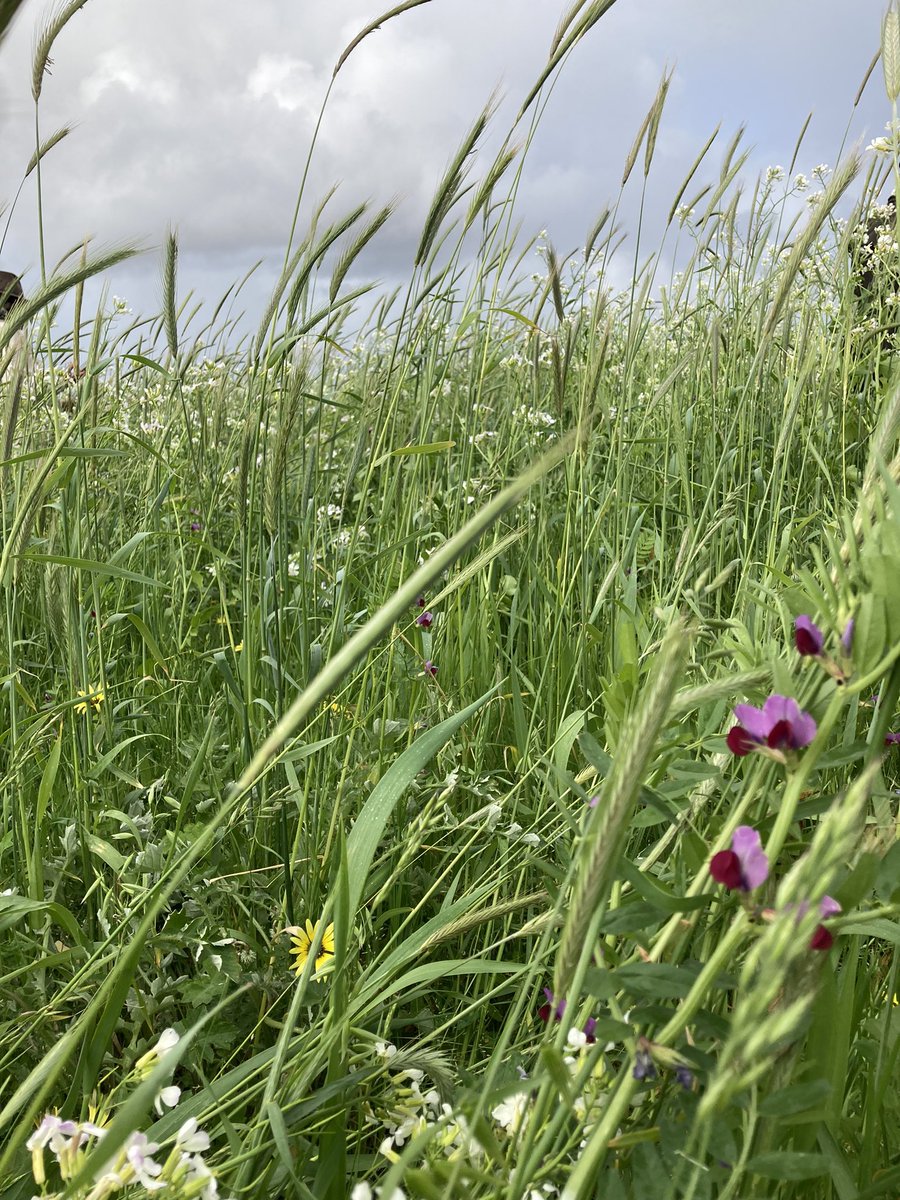 Amy Williams tweet media