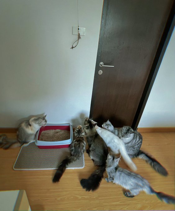 Cat fishing 🎣 https://t.co/e5LbavTGiG